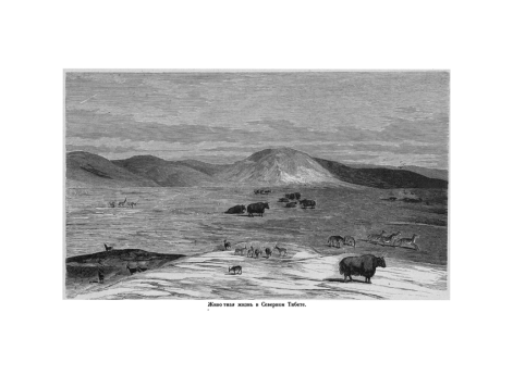 Животная жизнь в Северном Тибете.