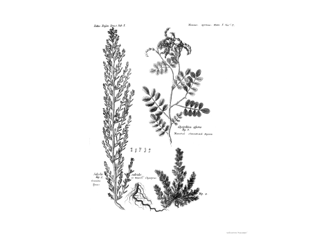 Том I. Таб.I. Солянка на подобие Скрипуна Травы. Жесткий Солотковый корень.