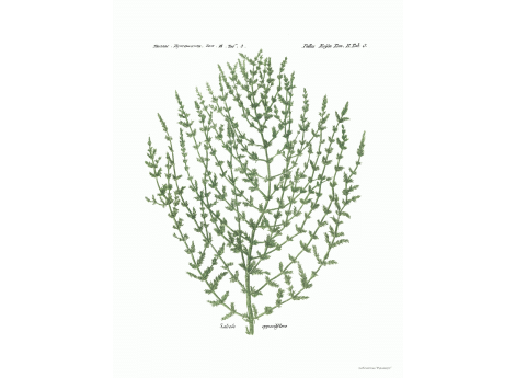 Том II. Таб.O. Salsola oppositiflora.