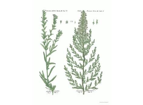 Том III. Таб.F. Anchusa saxatilis.Tamarix germanica.