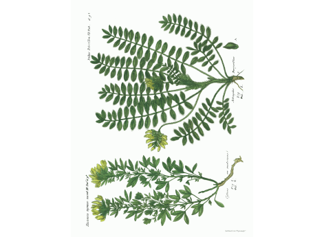 Том III. Таб.Gg. Cytisus an austriacus. Astragalus Dasyanthus.
