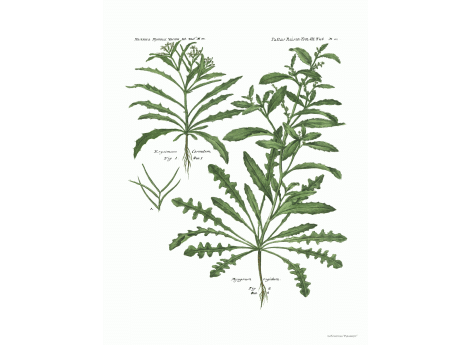 Том III. Таб.Mm. Erysimum Cornutum. Myagrum rigidum.
