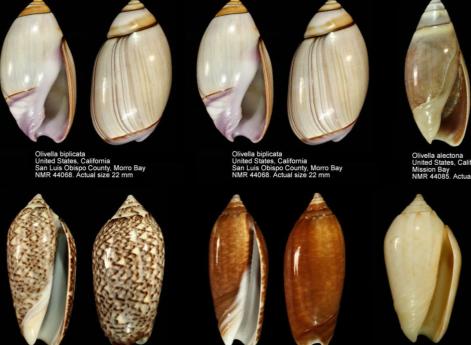 Раковины каури