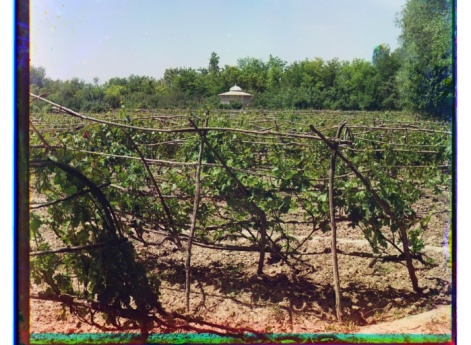 Виноградники