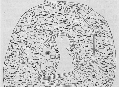 Сохранившиеся остатки крепости Коложе