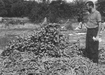Волынь 1943
